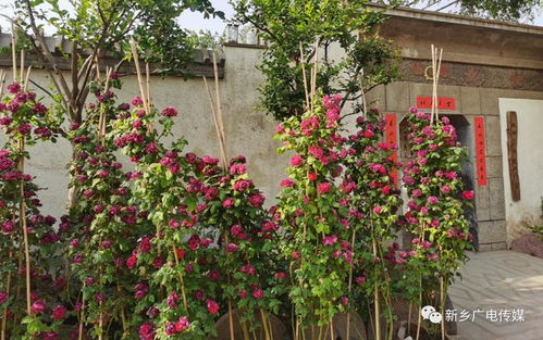 新鄉(xiāng)縣七里營(yíng)這個(gè)村閑置房屋改成了精品民宿