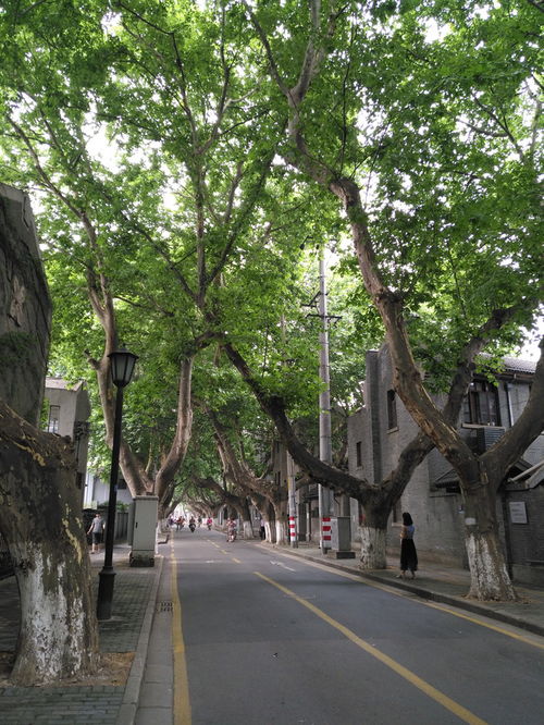 流連在風(fēng)景如畫的江南水鄉(xiāng)里,沉醉于甜如浸蜜的吳儂軟語(yǔ)中 南京 常熟 蘇州七日閑游