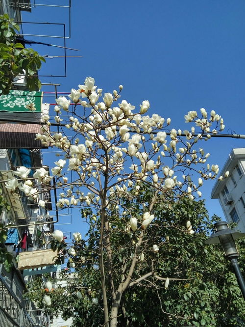 浦東新區(qū)上鋼三村郵編 浦東新區(qū)上鋼七村社保局在哪里