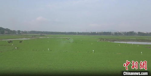 湖南祁陽綠色防控護航38萬畝早稻